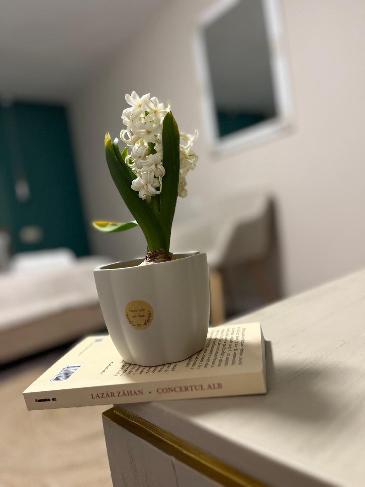 Moon And Sun Apartments 锡比乌 外观 照片